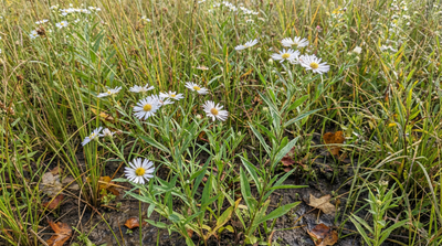 White Boltonia