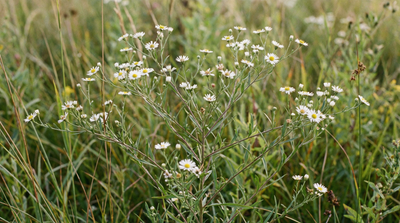 False Aster