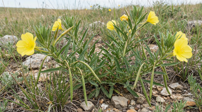 Missouri Evening Primrose