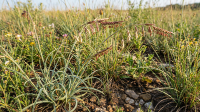 Sideoats Grama