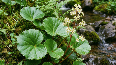 Bearflower