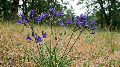 California hyacinth