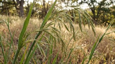 Brome, Mountain