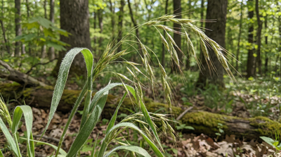Hairy Woodland Brome