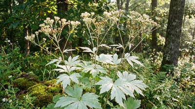 Pale Indian Plantain