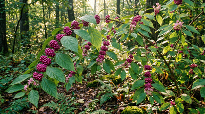 American Beautyberry