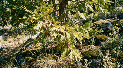 cedar, incense-