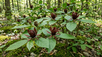 Sweetshrub
