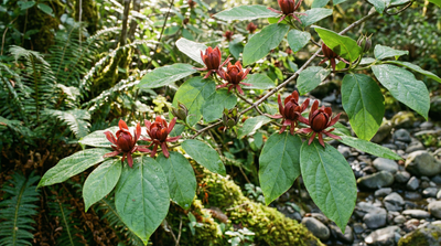Spicebush