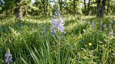 Great Camas