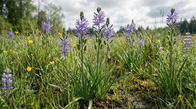 Common Camas