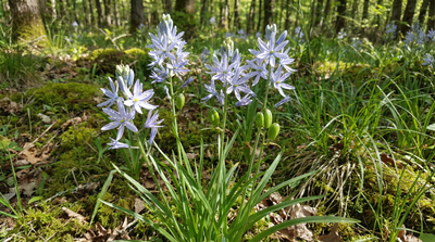 Atlantic camas