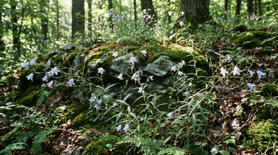 Southern bellflower