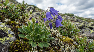 Mountain Harebell