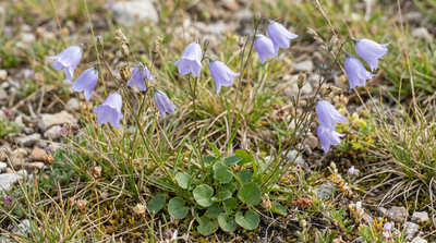 Harebell