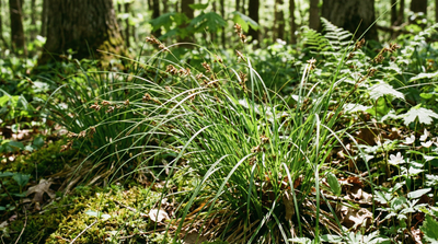 Pennsylvania Sedge