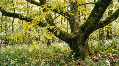 American Hornbeam