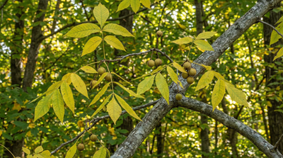 Bitternut Hickory