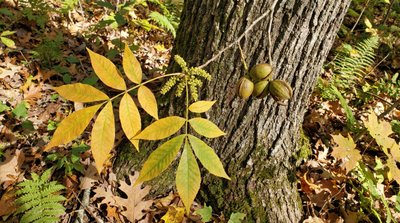 Pignut Hickory