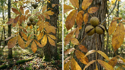 Shellbark Hickory