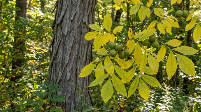 Shagbark Hickory