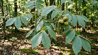 Mockernut Hickory