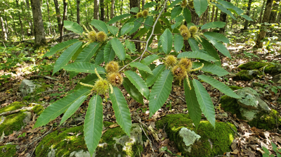 Chinquapin