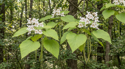 Northern Catalpa