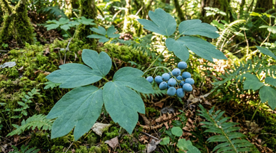 Blue cohosh
