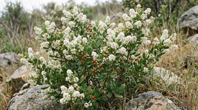 ceanothus, wedgeleaf