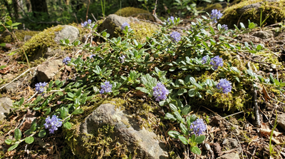 ceanothus, prostrate