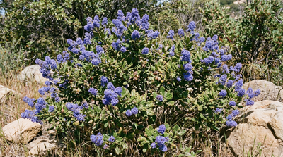 California lilac