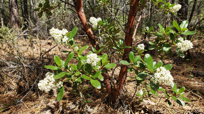 Redstem ceanothus