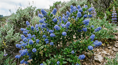 Blueblossom