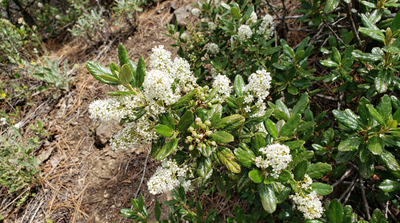 Buckbrush, Snowbrush