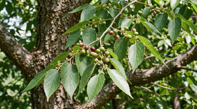 Sugarberry