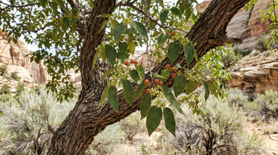 Netleaf Hackberry