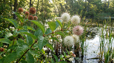 Buttonbush