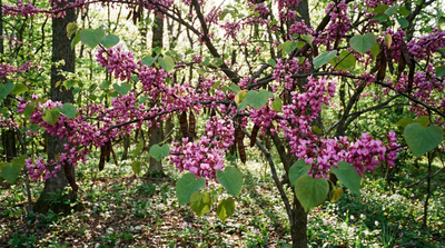 Texas Redbud
