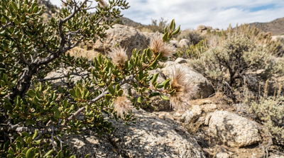 Curl-leaf Mountain Mahogany
