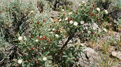 Fernbush