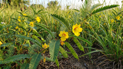 Partridge Pea