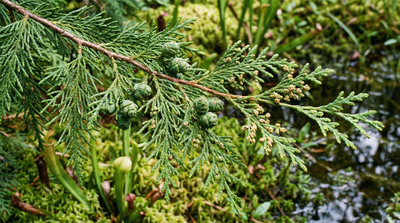 Atlantic White Cedar