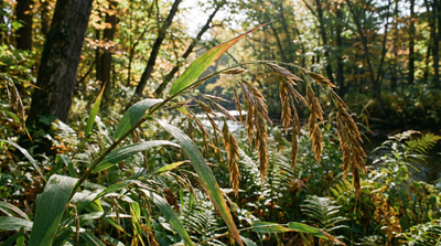 Inland Sea Oats