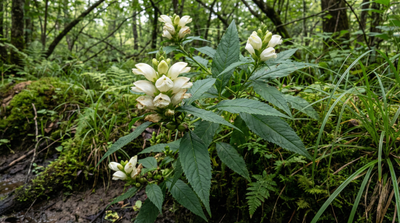 White Turtlehead