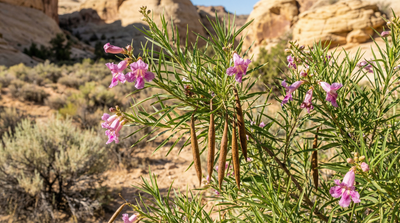 Desert Willow