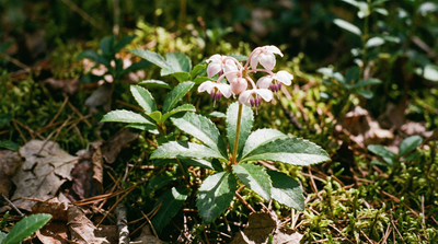 Pipsissewa