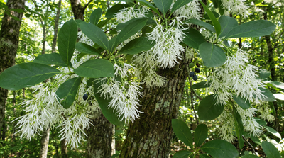 White Fringetree