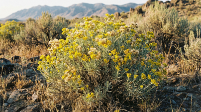 Gray Rabbitbrush