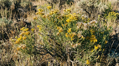 Yellow rabbitbrush